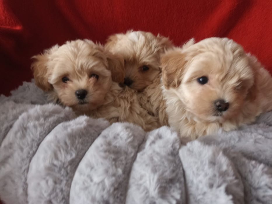 Wyjątkowy Szczeniak Maltipoo F1 ! Rodowód + Chip!
