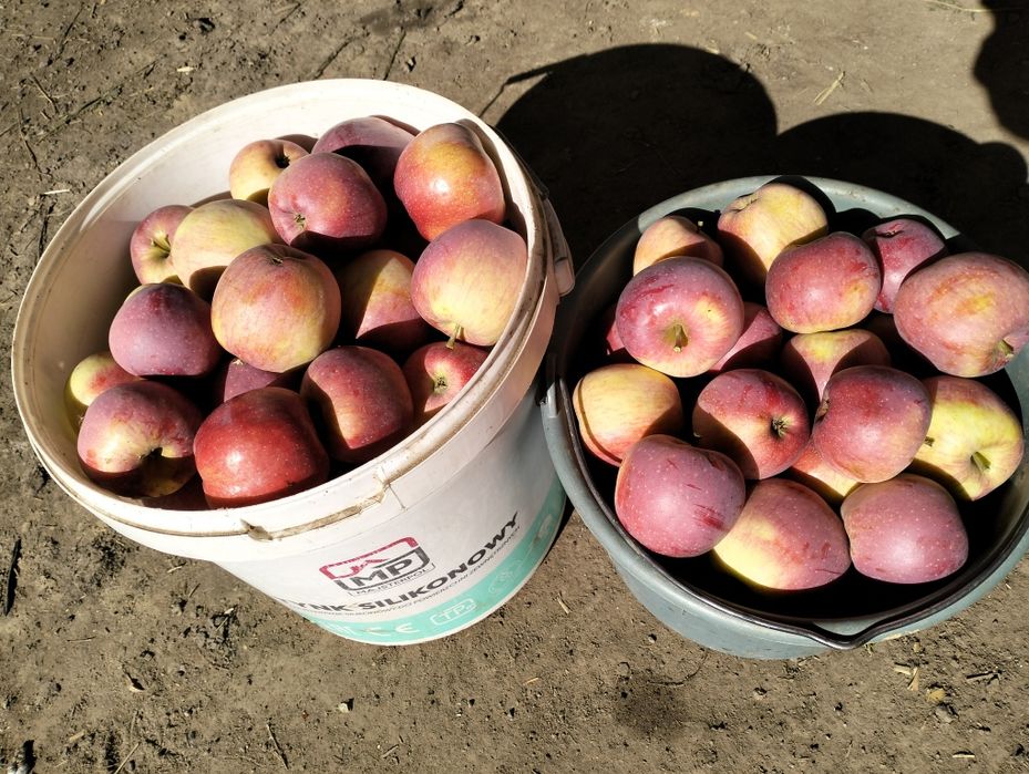 Продам домашні зимові яблука сорту флоріна