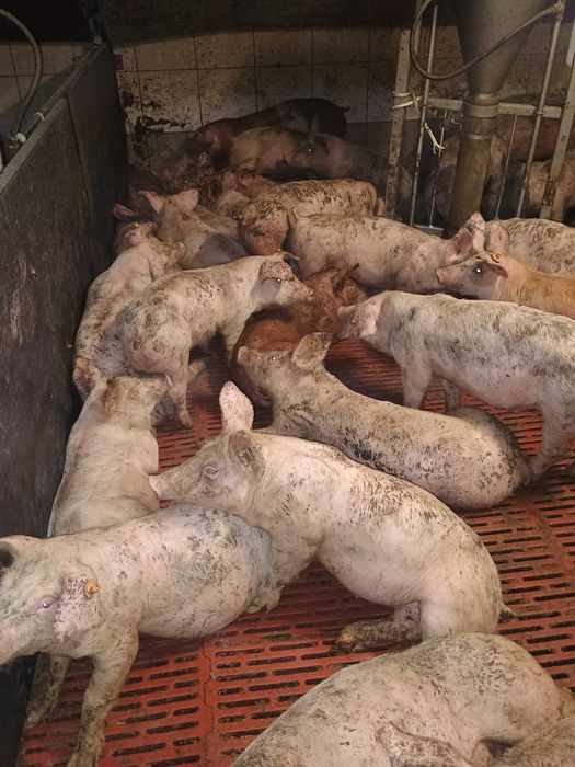 Prosięta,warchlaki 30 kg,duże ilosci