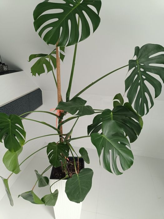 Monstera kwiat z doniczka