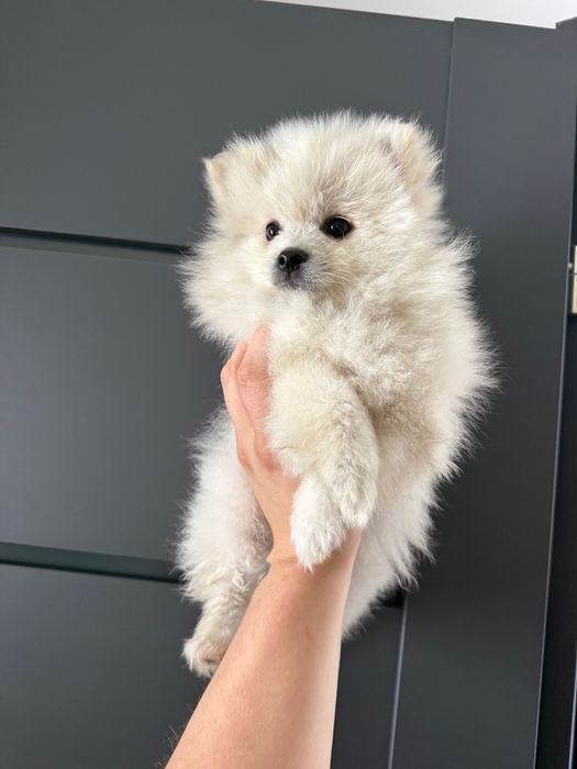 Szpic miniaturowy Pomeranian