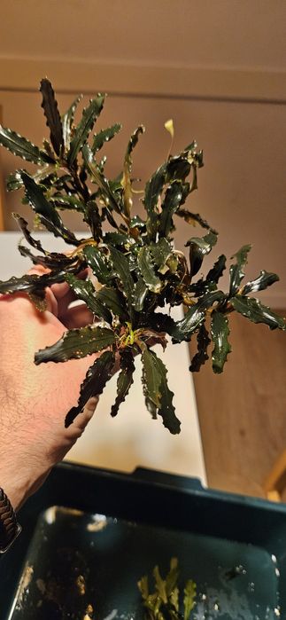 Bucephalandra roślina