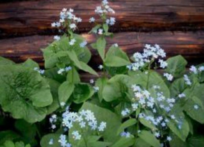 Цветы моего сада