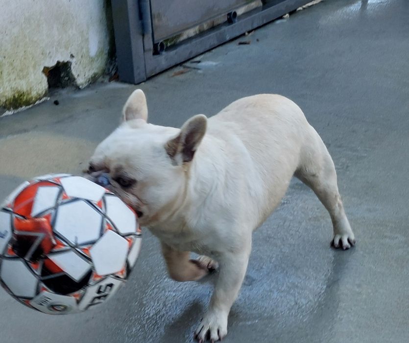 Bulldog francês para acasalamento