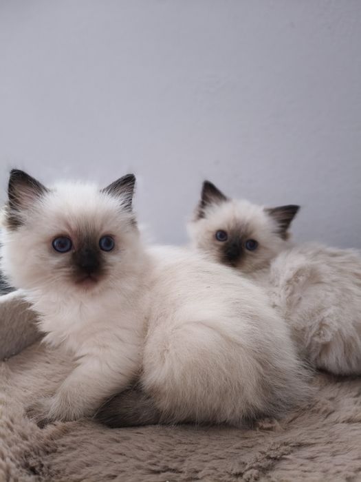 Kot Ragdoll Rag n