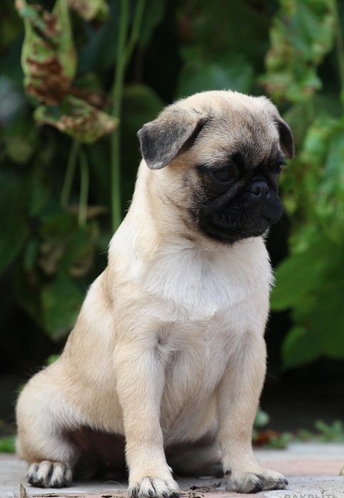 Продам щеночка мопсика