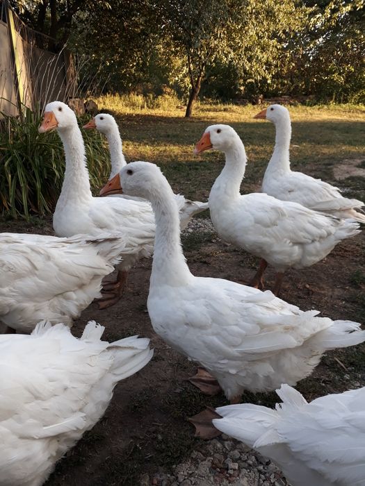 РОЗПРОДАЖ гусей мамутів !!!