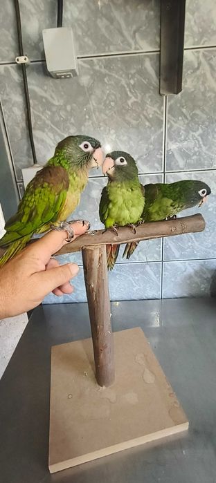 Conures de Cabeça Azul e Ring Neck Violeta Turquesa