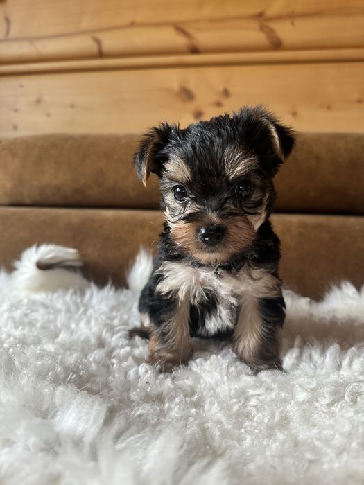 York Terrier Sunie