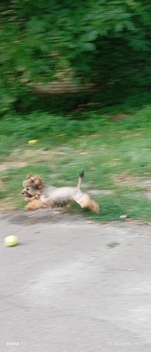 Жорік Жорік йорік