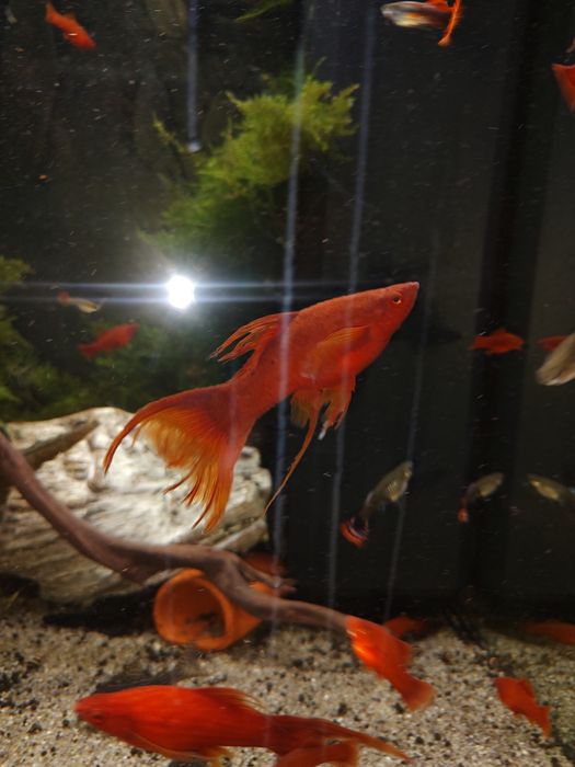 Mieczyki młode czerwone