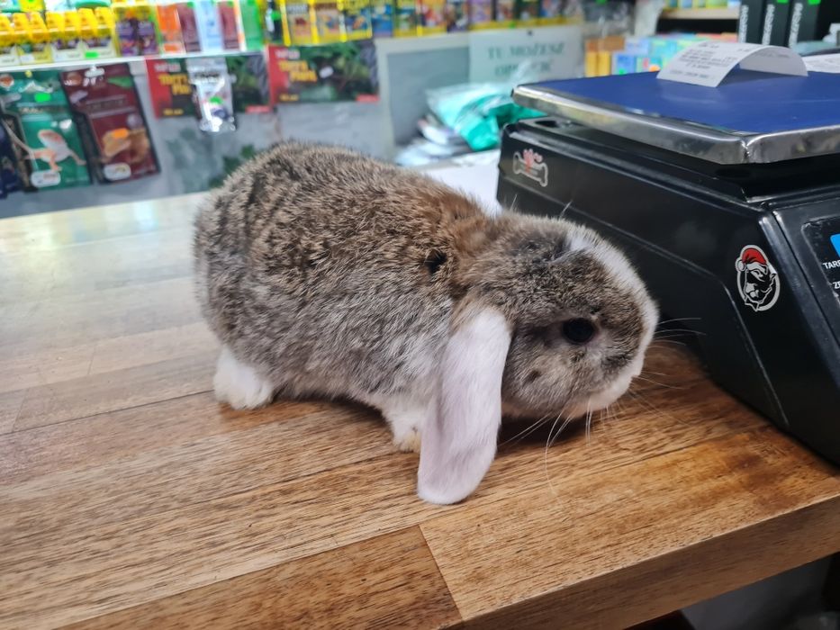 Królik baranek miniaturka zaszczepiony I odrobaczony.