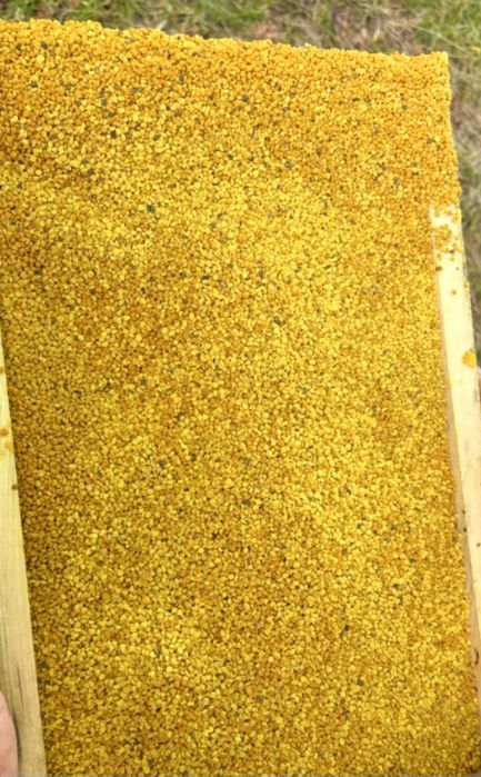 Pyłek Kwiatowy Pszczeli Wymrozony gotowy HURT