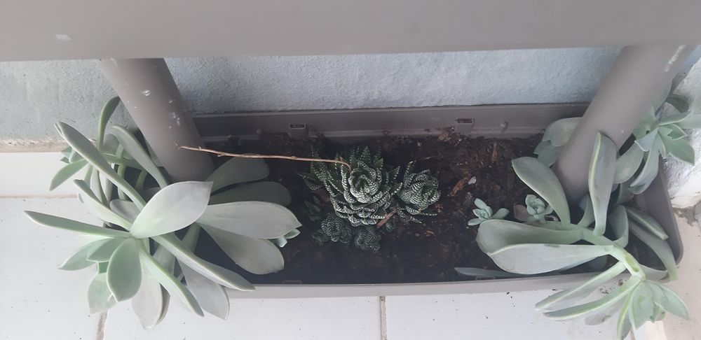 Vendo ou troco soculentas