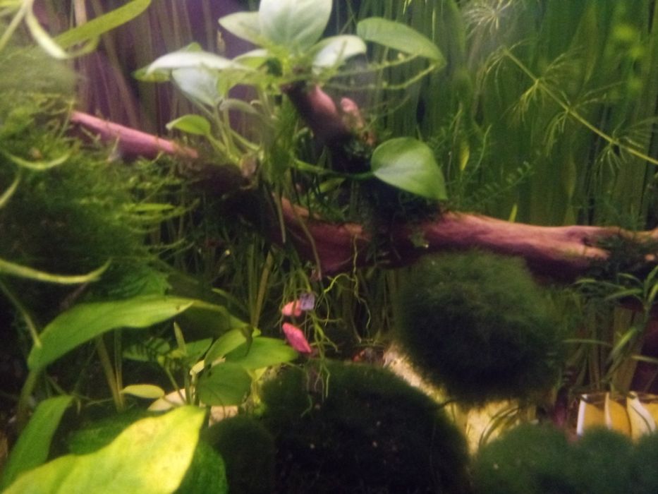 Акваріумні рослини від 3гр. коряги ,камні ,мохи та багато іншого.