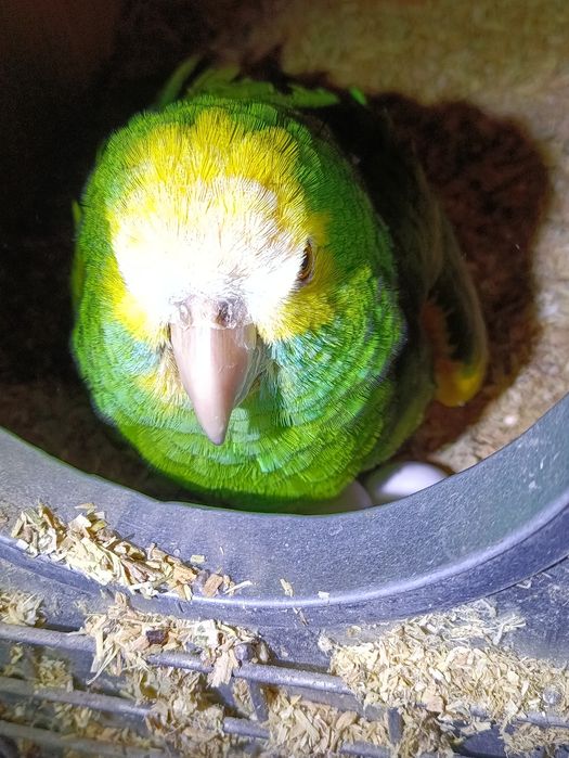 Casal  papagaios amazona barbadensis 2013