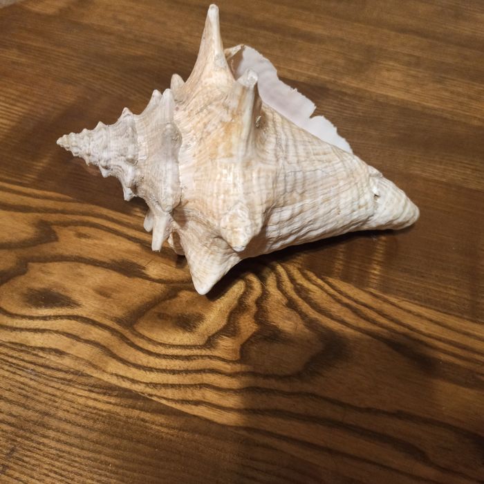 Ракушка "Волнистый стромбус "