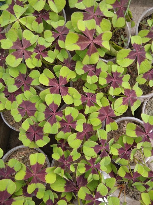 Кислиця оксаліс Деппей