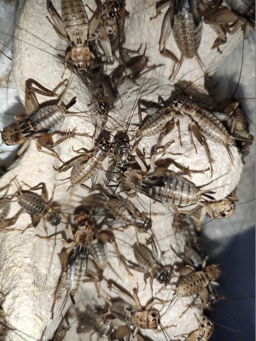 Цвіркун банановий сверчок