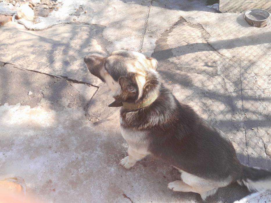 Віддам дворового собаку