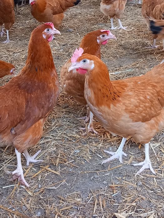 Kury Nioski Leghorn 24 tygodnie! Wysyłka!