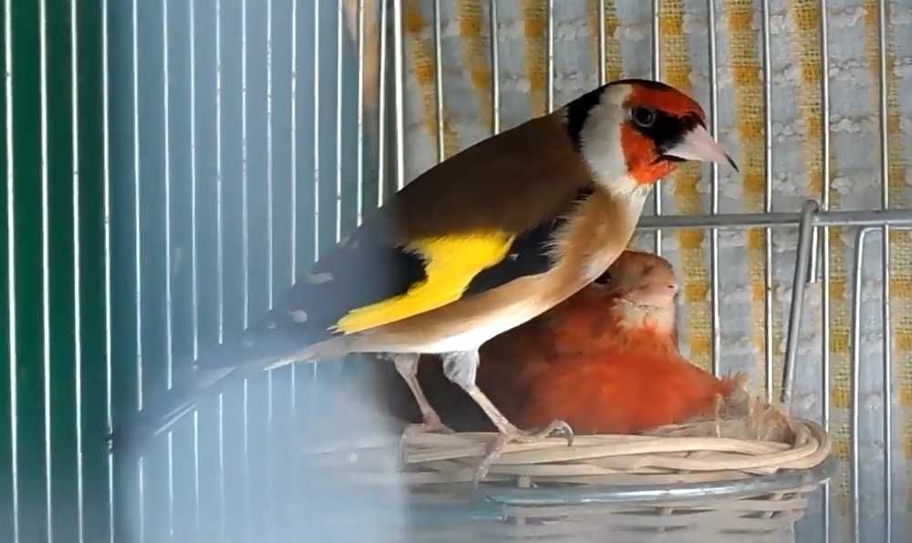 Pintassilgos a cantar muito bem, faço envio