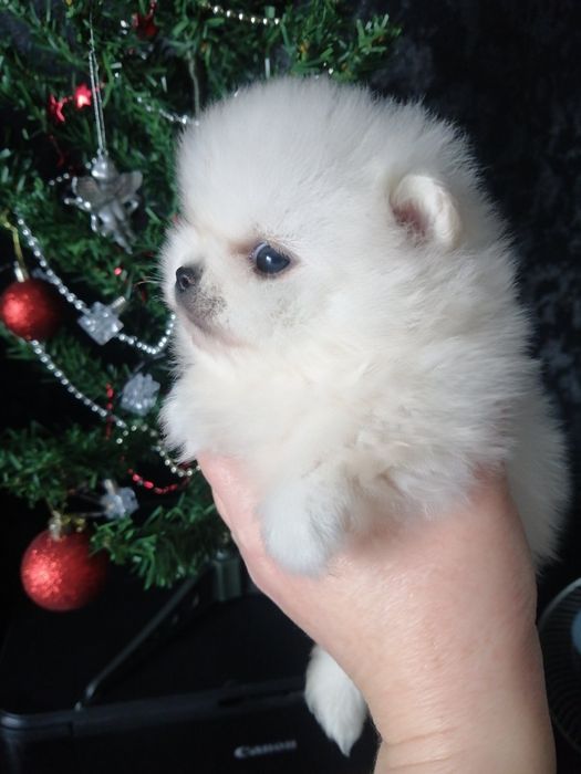 Микро мини шпиц ,мальчик.