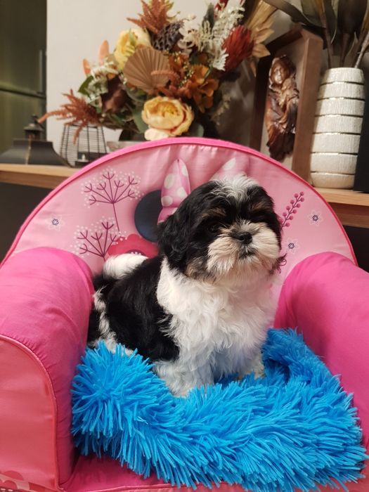 Śliczna suczka rasy shih-tzu z wyprawką