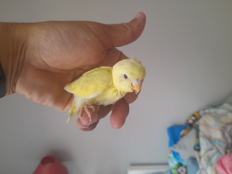 Piriquitos australianos