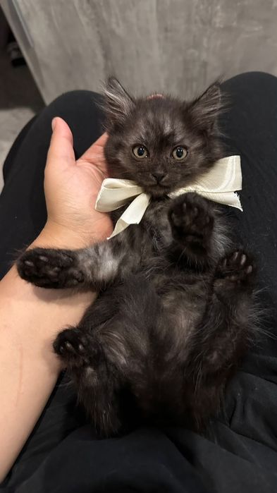 Кошенята котики ..