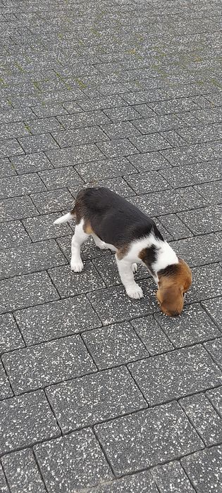 Suczka beagle dwumiesięczna bez rodowodu