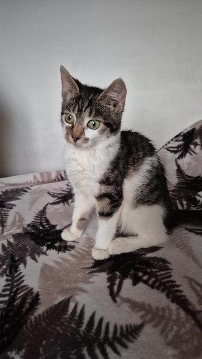 Cudowna kicia do adopcji