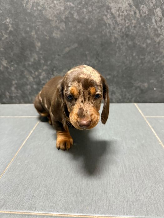 Teckel Femea Choco arlequim miniatura