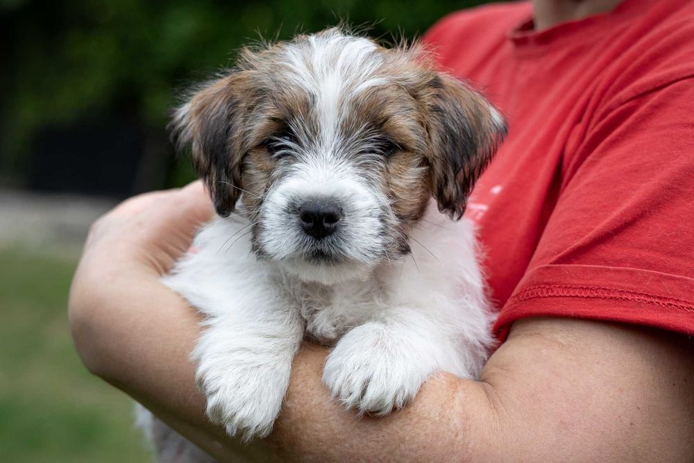 Jack Russell Terrier szorstkowłosy po championach ZKwP, FCI