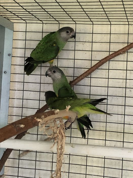 Poicephalus senegalus