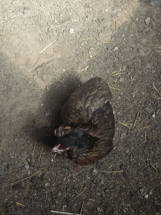 Jaja lęgowe araukany bezogoniastej jaja lęgowe kur araukanów bezogoniastych
