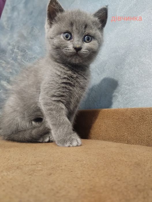 Британські кошенята