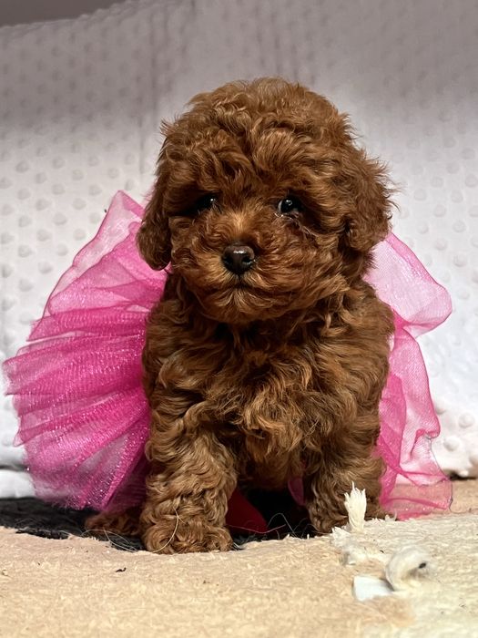 Щенки той пудель, девочки КСУ