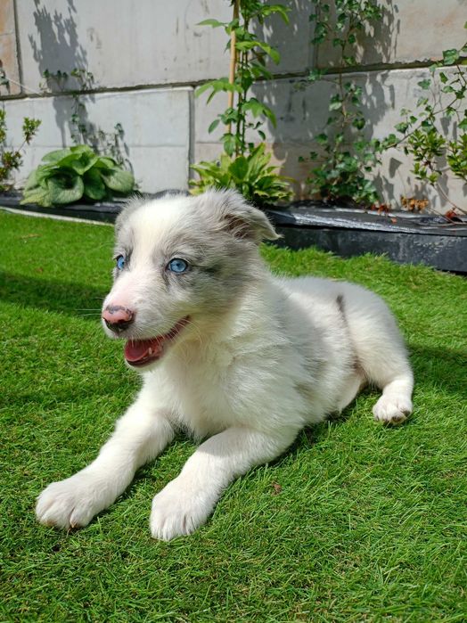 Piesek Border Collie blue merle