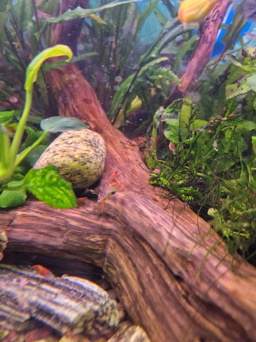 Krewetki Red cherry, Orange