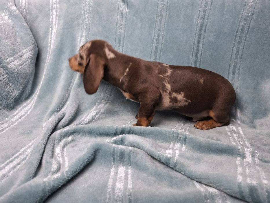 jamnik miniaturowy piesek choco merlle