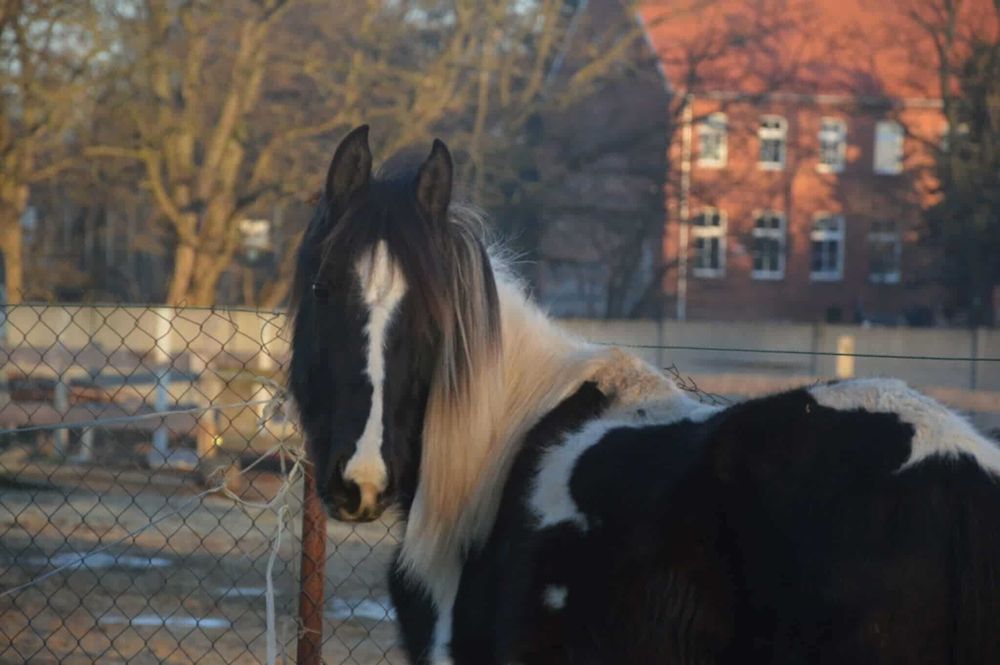 klaczka roczna sp i fryz