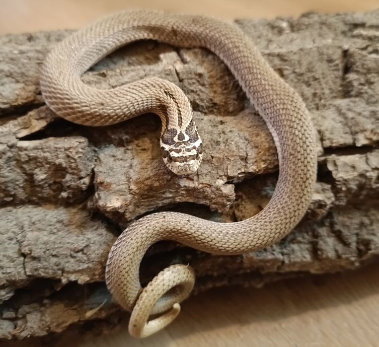 Heterodon superconda