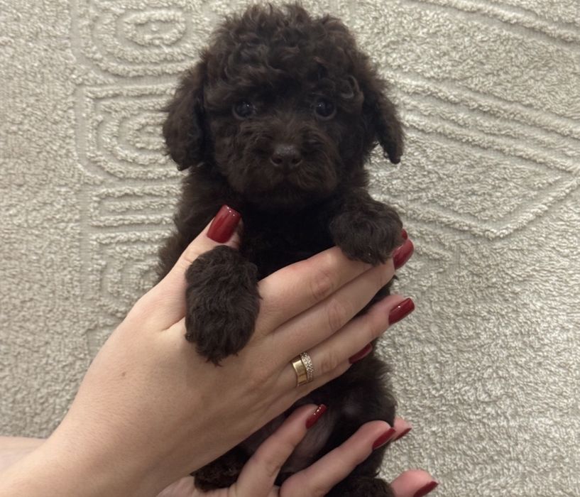 Той пудель малеча