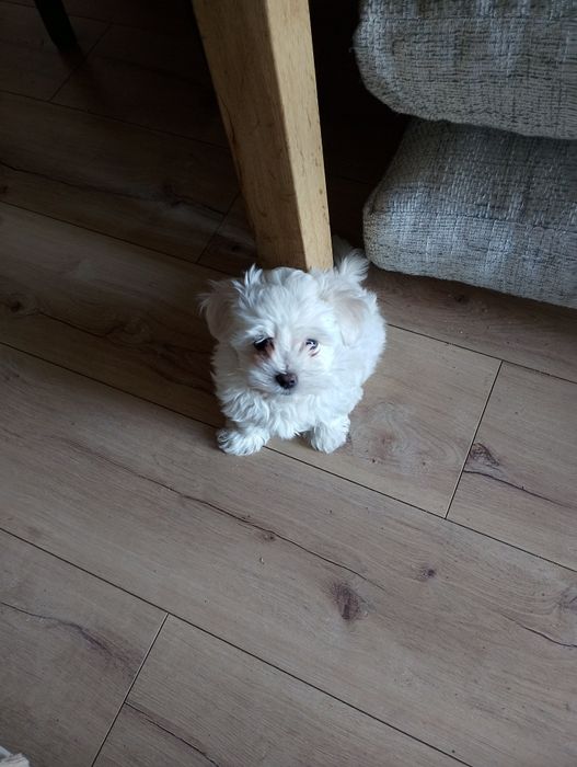 Maltańczyk suczka mini