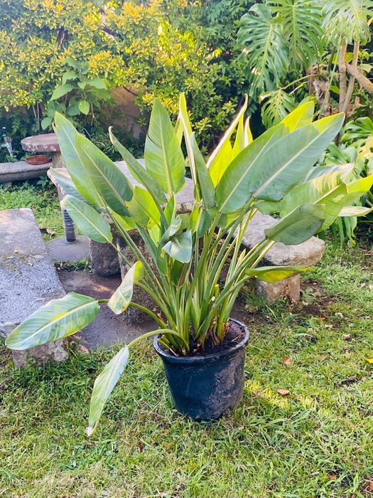 Estrelícia - planta de decoração exterior