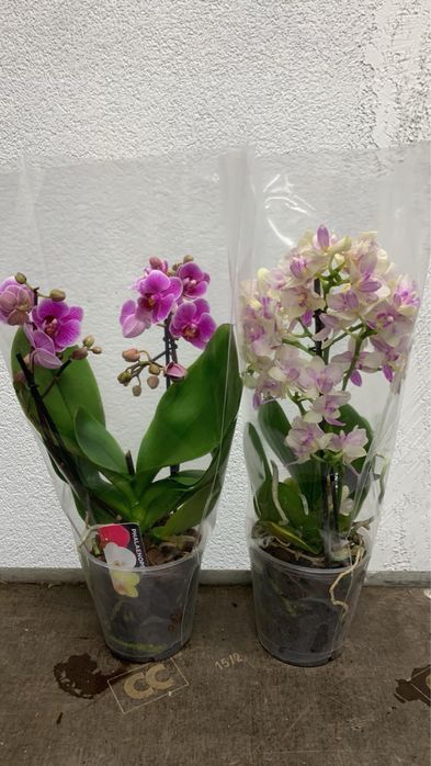 Орхідея орхидеи Берестейска