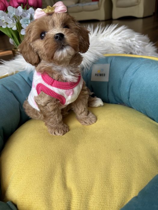 Найкрасивіші малюки мальтипу