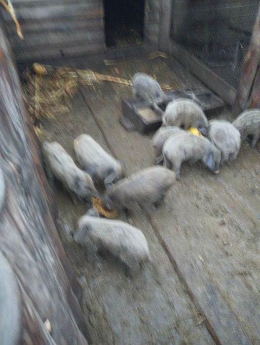 Поросята мангалиці