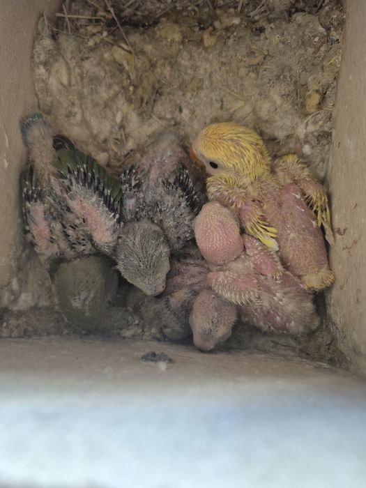 Agapornis rosicollis  bebés
